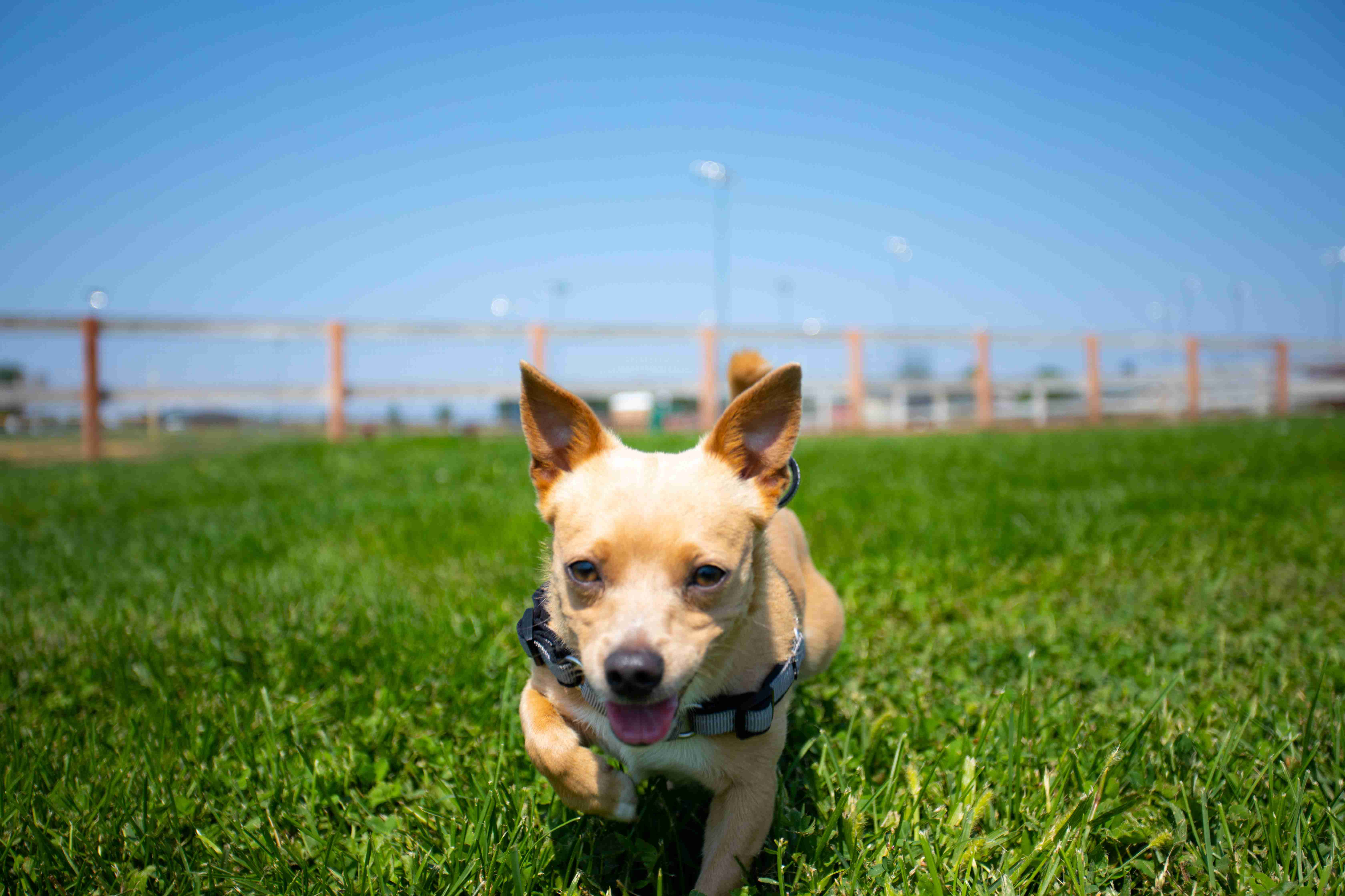 Can anger issues in Chihuahuas be triggered by a lack of mental stimulation or enrichment?